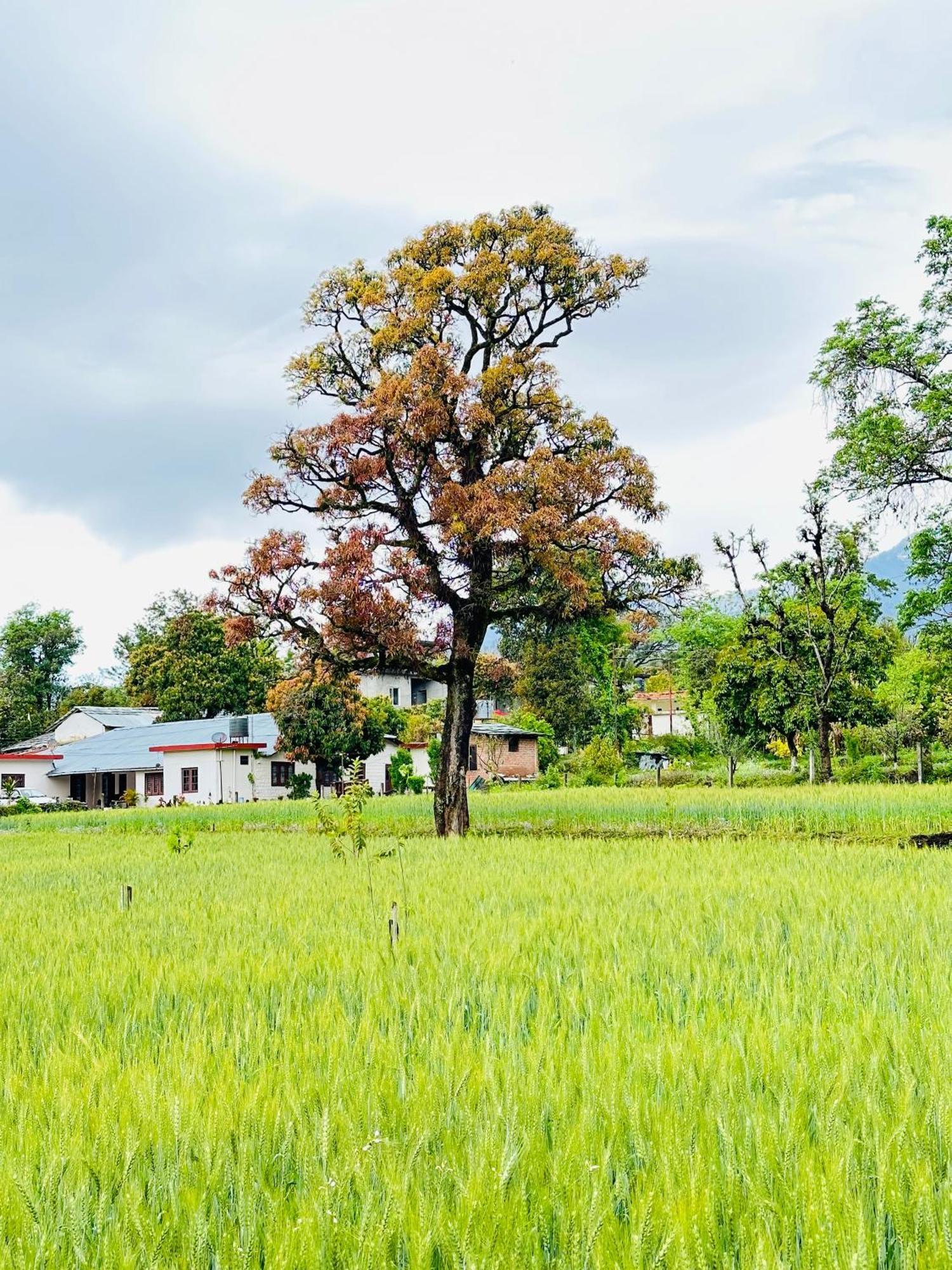 Dreamwoods A Travellers Farm Pansiyon Dharamshala Dış mekan fotoğraf